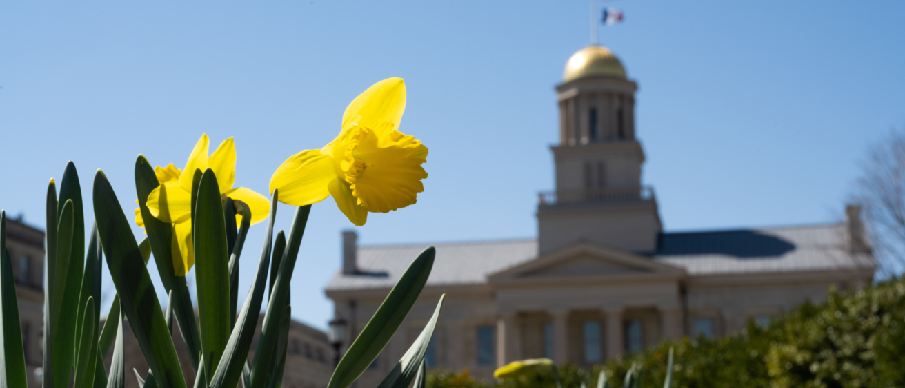 Yellow daffodil in from the Old Capital building in spring. 