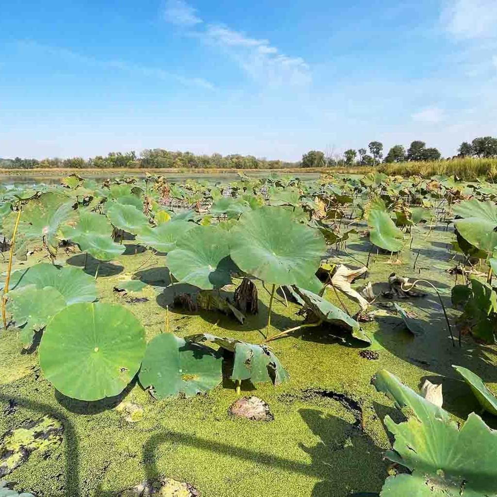 ELS Nahant Marsh Meeting promotional image