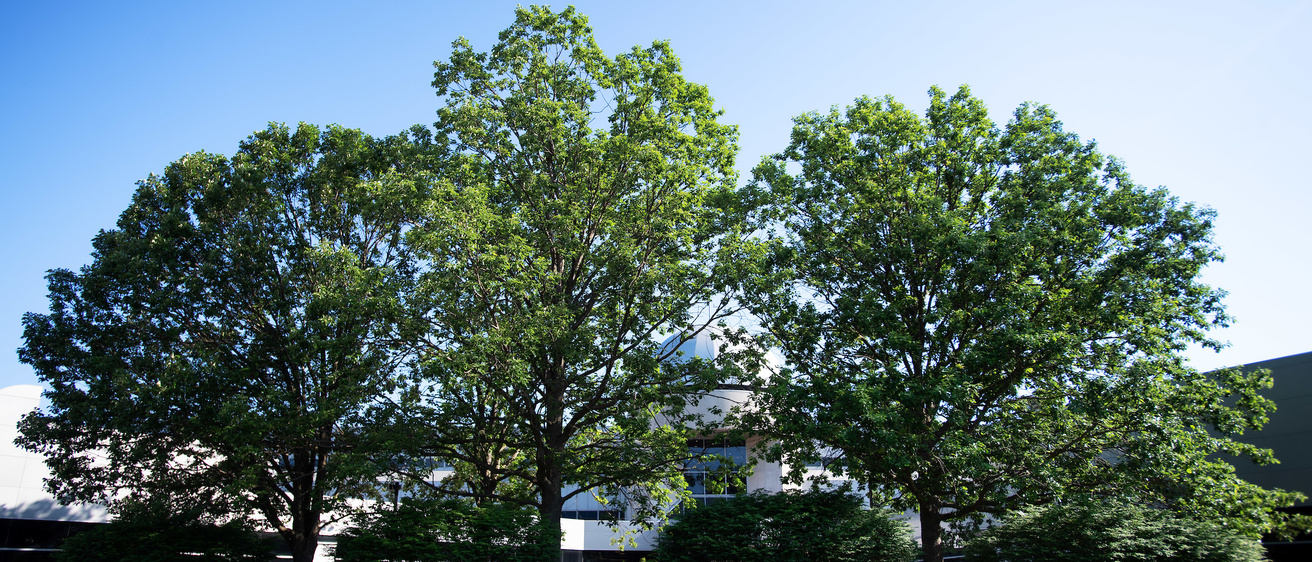 Outside of the Boyd Law Building in summer will full trees