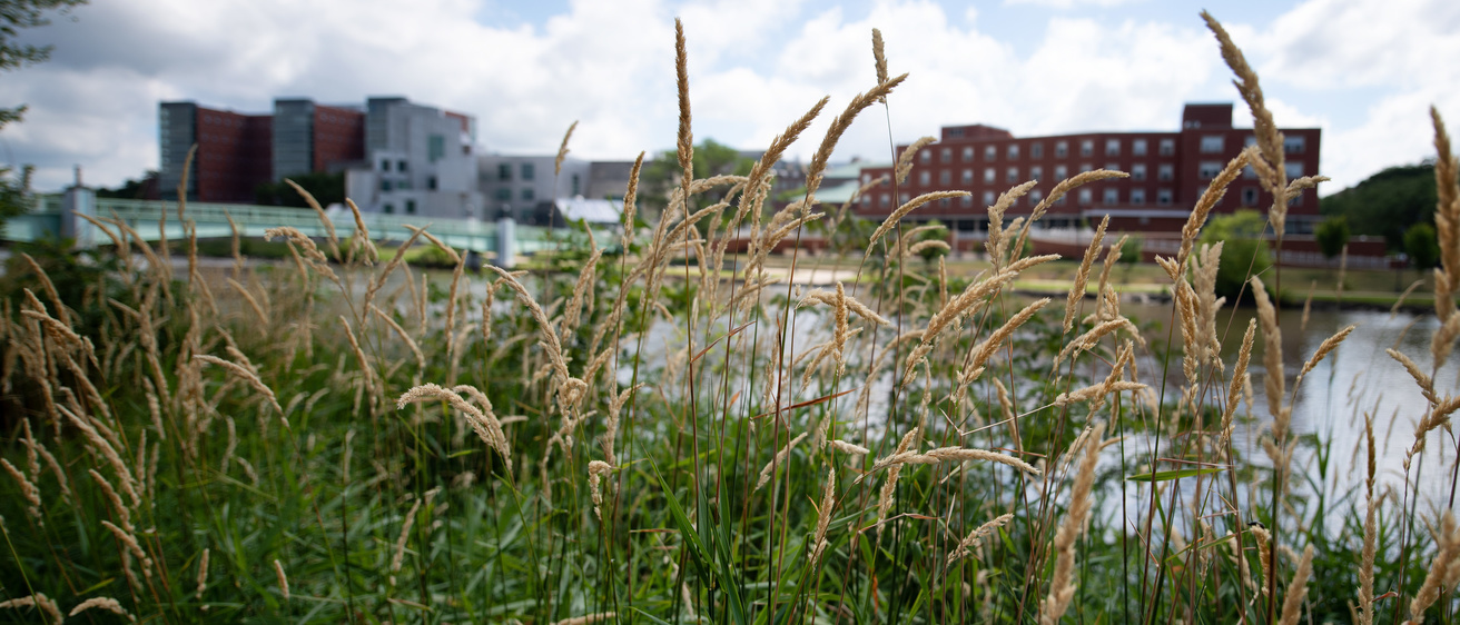 Iowa River during summer with a blue sky and clouds and prairie grasses in view.