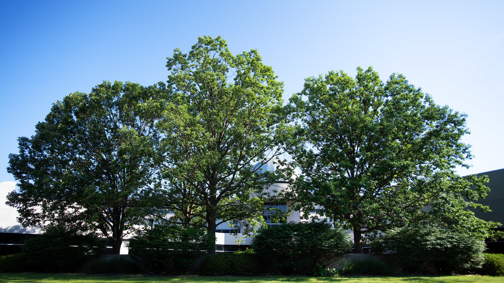 Outside of the Boyd Law Building in summer will full trees