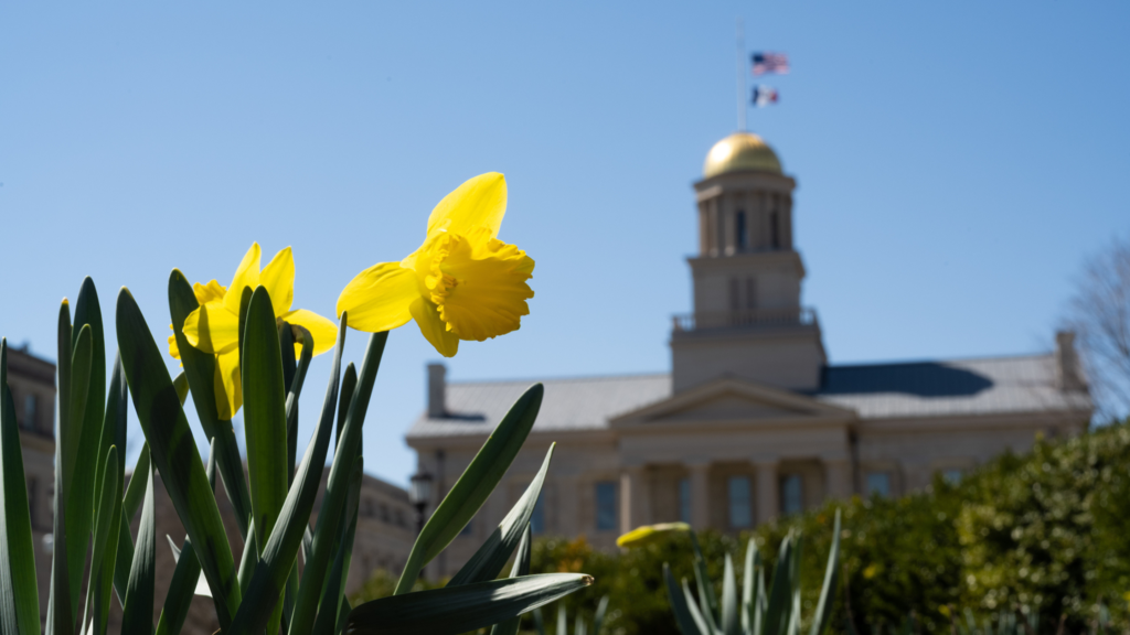 Yellow daffodil in from the Old Capital building in spring. 